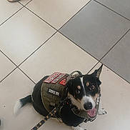 Frodo is registered to the contest to win money with this photo: service_dog, dog, pet, animal, leash, vest, floor, tile, footwear, sandals, person, indoor, happy, smiling, black_and_white, brown, canine, companion, obedient, waiting