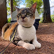 Vegas a rejoint le concours — aidez-le/la à gagner de superbes lots ! cat, calico_cat, outdoor, leash, harness, pet_carrier, tree, ground, dirt, nature, sky, cloud, sunlight, animal, fur, whisker, paw, greenery, adventure, pet