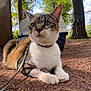 cat, calico_cat, outdoor, leash, harness, pet_carrier, tree, ground, dirt, nature, sky, cloud, sunlight, animal, fur, whisker, paw, greenery, adventure, pet