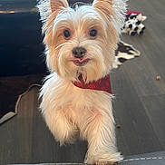 Einstein joined the competition — help win amazing prizes! animal, big_ears, cute, dog, domestic, floor, fluffy, fur, glass_table, indoor, leather_surface, looking_up, paw, pet, playful, red_bandana, rug, small_dog, tongue_out, toy