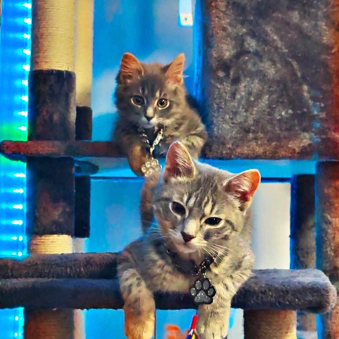 Asher N Ember joined the competition — help win amazing prizes! blue_lighting, cat, cat_tree, collar, cute, ears, feathers, feline, fur, indoor, kitten, looking, multi_level, paws, pet, playful, scratching_post, sitting, toy, whiskers