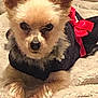 Piper Cecilia Parker is registered to the contest to win money with this photo: dog, small_dog, pet, cute, outfit, clothing, red_bow, blanket, fur, ears, animal, indoor, resting, lying_down, looking_at_camera, cozy, bed, domestic_animal, mammal, fur_texture