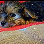 Piper Cecilia Parker is registered to the contest to win money with this photo: puppy, dog, pet, close_up, lying_down, carpet, texture, fluffy, brown, black, small, cute, animal, indoor, resting, young, soft, eyes, nose, relaxed