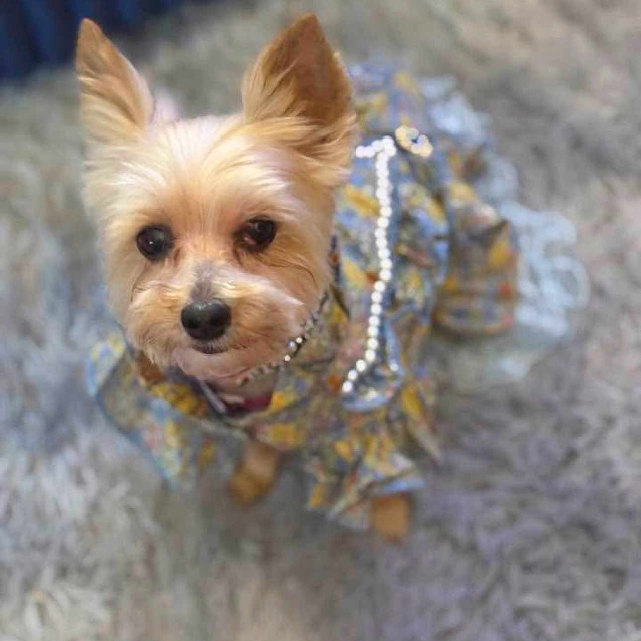 Piper Cecilia Parker joined the competition — help win amazing prizes! animal, beads, carpet, clothing, companion, cute, dog, dress, ears, eyes, fluffy, fur, indoor, looking_up, pearls, pet, portrait, sitting, small_dog, yorkshire_terrier
