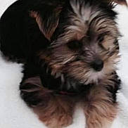 Piper Cecilia Parker is registered to the contest to win money with this photo: puppy, dog, fur, lying_down, pet, animal, cute, small, fluffy, white_background, indoor, sleepy, blurred, adorable, young, mammal, companion, domestic_animal, face, paw