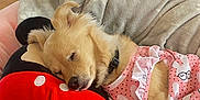 Ray Skywalker joined the competition — help win amazing prizes! dog, sleeping, pink_dress, pillow, red, black, blanket, bed, floor, wooden_floor, cozy, resting, cute, animal, pet, indoor, fur, collar, relaxing, small_dog