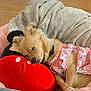 dog, sleeping, pink_dress, pillow, red, black, blanket, bed, floor, wooden_floor, cozy, resting, cute, animal, pet, indoor, fur, collar, relaxing, small_dog