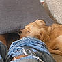 dog, golden_retriever, sleeping, couch, denim, ripped_jeans, indoor, cozy, relaxation, pet, furniture, resting, casual, comfort, home, fur, animal, nap, person, knees