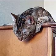 Kitty is registered to the contest to win money with this photo: cat, tabby, sleepy, feline, pet, wooden_furniture, indoor, striped_fur, animal, resting, ears, whiskers, close_up, domestic_cat, head, paw, curious, relaxed, home, mammal