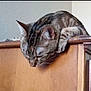 cat, tabby, sleepy, feline, pet, wooden_furniture, indoor, striped_fur, animal, resting, ears, whiskers, close_up, domestic_cat, head, paw, curious, relaxed, home, mammal