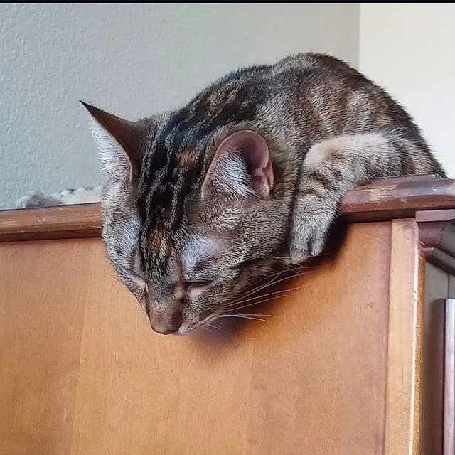 Kitty is registered to the contest to win money with this photo: cat, tabby, sleepy, feline, pet, wooden_furniture, indoor, striped_fur, animal, resting, ears, whiskers, close_up, domestic_cat, head, paw, curious, relaxed, home, mammal