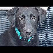 Belle a rejoint le concours — aidez-le/la à gagner de superbes lots ! puppy, dog, black_dog, close_up, collar, pet, animal, wicker_chair, outdoor, cute, young_dog, fur, portrait, looking, ears, snout, canine, adorable, domestic_animal, pet_accessory
