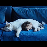 Poopy a rejoint le concours — aidez-le/la à gagner de superbes lots ! cat, sleeping, couch, blue, plush_toy, hedgehog_toy, pet, indoor, cozy, relaxed, fur, whiskers, paws, animal, domestic, resting, feline, comfortable, home, soft