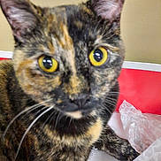 King is registered to the contest to win money with this photo: animal, background, cat, close_up, curious, domestic_cat, ears, face, feline, fur, indoor, looking, mammal, pet, portrait, table, tissue_paper, tortoiseshell, whiskers, yellow_eyes