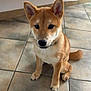 Akainu participe au concours pour gagner de l'argent avec cette photo : dog, puppy, shiba_inu, pet, animal, cute, indoor, tile_floor, ears, fur, nose, eyes, collar, sitting, young, adorable, companion, domestic, canine, mammal