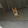 Akainu participe au concours pour gagner de l'argent avec cette photo : dog, pet, animal, indoor, tile_floor, curtain, brown_dog, sitting, looking_up, flash, eyes_glowing, fur, ears, quiet, waiting, cute, companion, domestic, floor, room