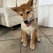 Akainu participe au concours pour gagner de l'argent avec cette photo : dog, puppy, shiba_inu, tongue_out, sitting, indoor, tile_floor, couch, pouf, beige, cozy, pet, animal, cute, playful, young, fur, ears, collar, home