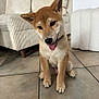 dog, puppy, shiba_inu, tongue_out, sitting, indoor, tile_floor, couch, pouf, beige, cozy, pet, animal, cute, playful, young, fur, ears, collar, home