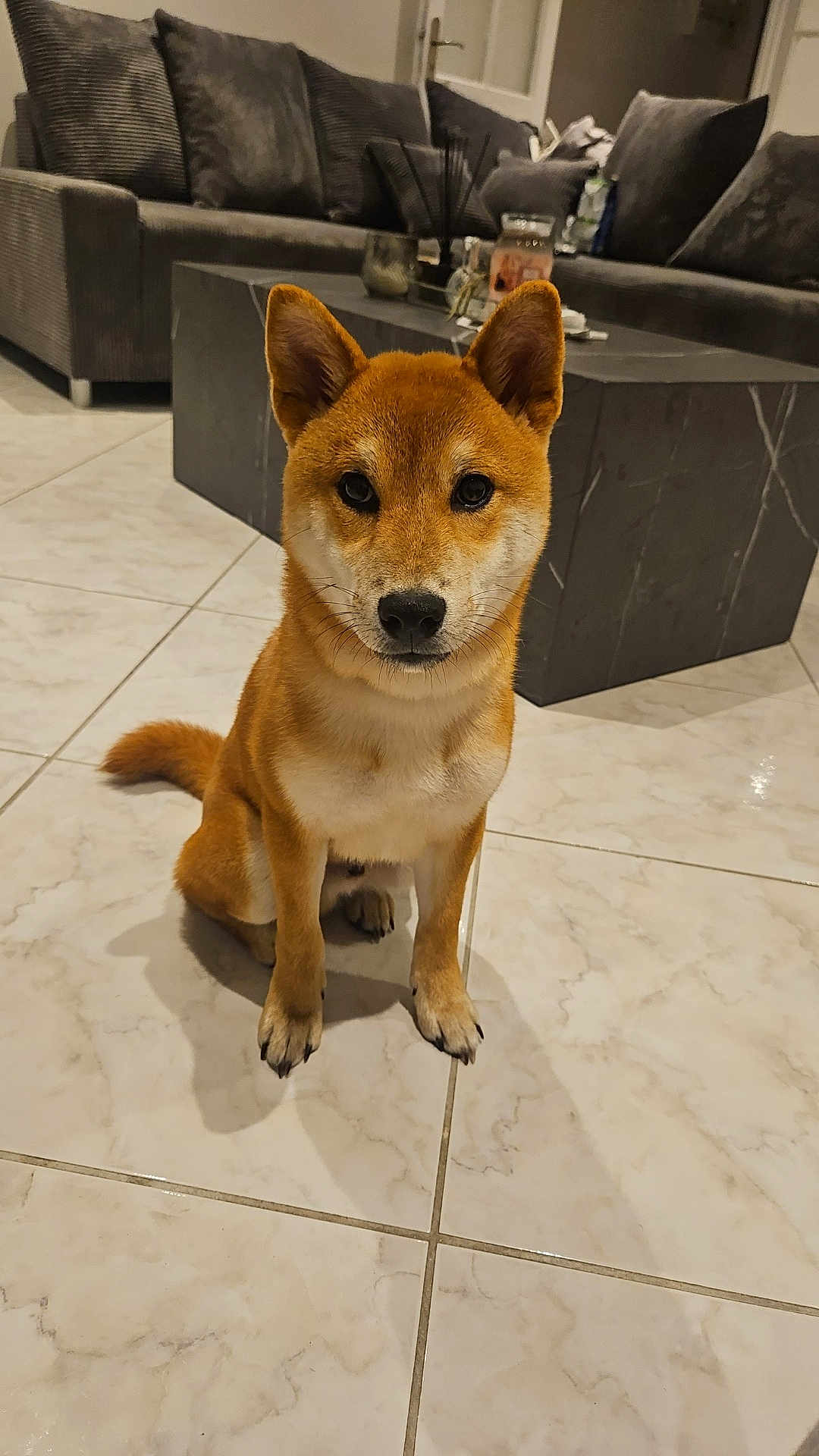 Akainu a rejoint le concours — aidez-le/la à gagner de superbes lots ! dog, shiba_inu, pet, indoor, floor, tile_floor, living_room, couch, coffee_table, decor, fur, ears, sitting, looking, animal, cute, canine, house, home, furniture