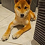 dog, shiba_inu, puppy, pet, animal, indoor, floor, tile, fur, ears, paws, canine, looking, cute, domestic, relaxed, home, living_room, young, mammal