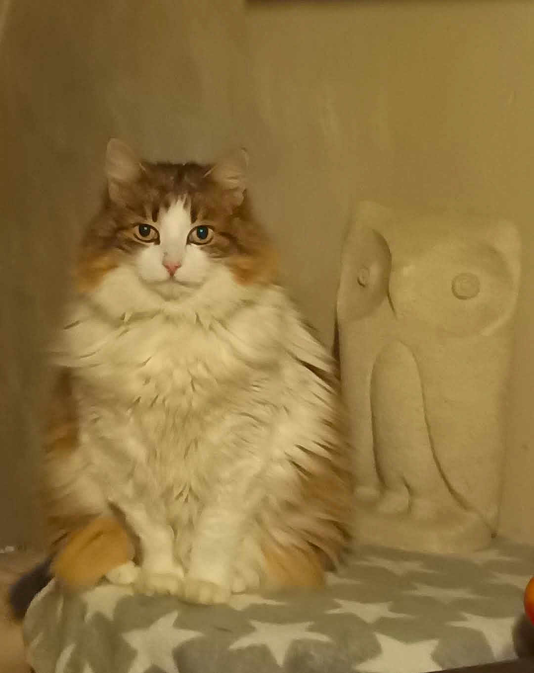 Minette participe au concours pour gagner de l'argent avec cette photo : cat, fluffy, sitting, indoor, blanket, star_pattern, sculpture, owl_sculpture, feline, pet, animal, fur, whiskers, portrait, calm, domestic, brown, white, table, decor