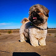 Mokka participe au concours pour gagner de l'argent avec cette photo : dog, fluffy, sand, outdoor, blue_sky, pet, canine, desert, sunlight, animal, fur, cute, nature, summer, happy, tongue_out, collar, small_dog, daytime, landscape