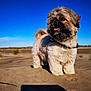 dog, fluffy, sand, outdoor, blue_sky, pet, canine, desert, sunlight, animal, fur, cute, nature, summer, happy, tongue_out, collar, small_dog, daytime, landscape