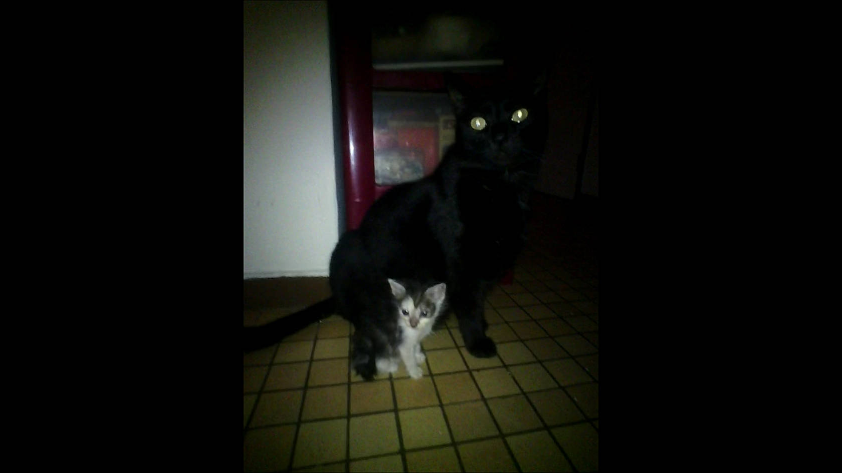 Baby a rejoint le concours — aidez-le/la à gagner de superbes lots ! carnivore, cat, darkness, dog_breed, domestic_short_haired_cat, felidae, floor, flooring, fur, hardwood, night, room, small_to_medium_sized_cats, snout, sporting_group, tail, terrestrial_animal, whiskers, window, wood