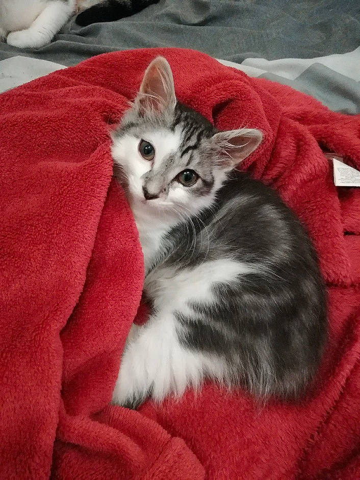 Baby participe au concours pour gagner de l'argent avec cette photo : carnivore, cat, cat_supply, claw, comfort, domestic_short_haired_cat, felidae, fur, grey, paw, sitting, small_to_medium_sized_cats, snout, tail, terrestrial_animal, whiskers