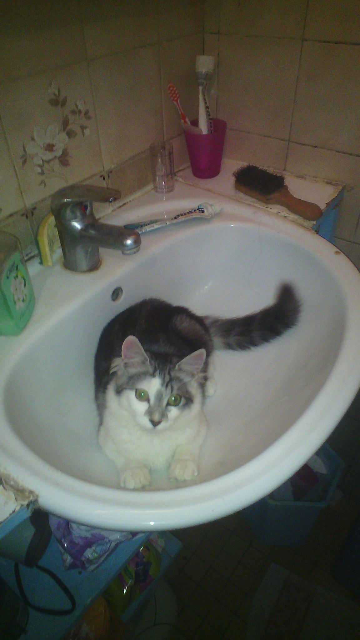 Baby a rejoint le concours — aidez-le/la à gagner de superbes lots ! bathroom, bathroom_accessory, bathroom_sink, carnivore, cat, ceramic, composite_material, drain, felidae, fluid, household_hardware, plumbing, plumbing_fitting, plumbing_fixture, room, sink, small_to_medium_sized_cats, tap, tile, whiskers