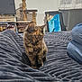 kitten, cat, tortoiseshell, blanket, bed, indoor, scratching_post, television, painting, dolphins, person, jeans, curtain, window, furniture, cozy, home, pet, animal, resting