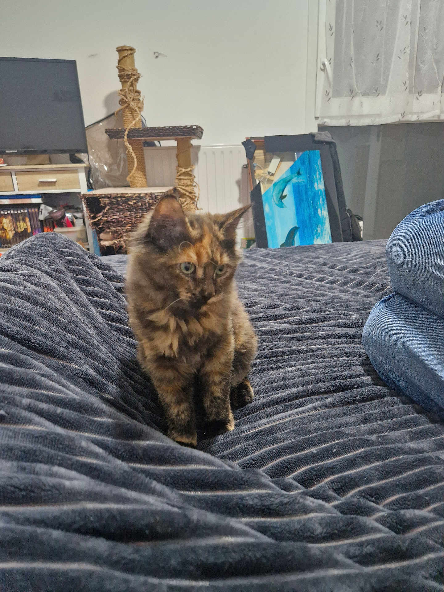 Angèle a rejoint le concours — aidez-le/la à gagner de superbes lots ! kitten, cat, tortoiseshell, blanket, bed, indoor, scratching_post, television, painting, dolphins, person, jeans, curtain, window, furniture, cozy, home, pet, animal, resting