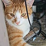 animal, blurred_background, cable, cat, closeup, curious, ears, eyes, feline, fur, hidden, indoor, looking, orange_cat, pet, quiet, resting, whiskers, white_cat, wood