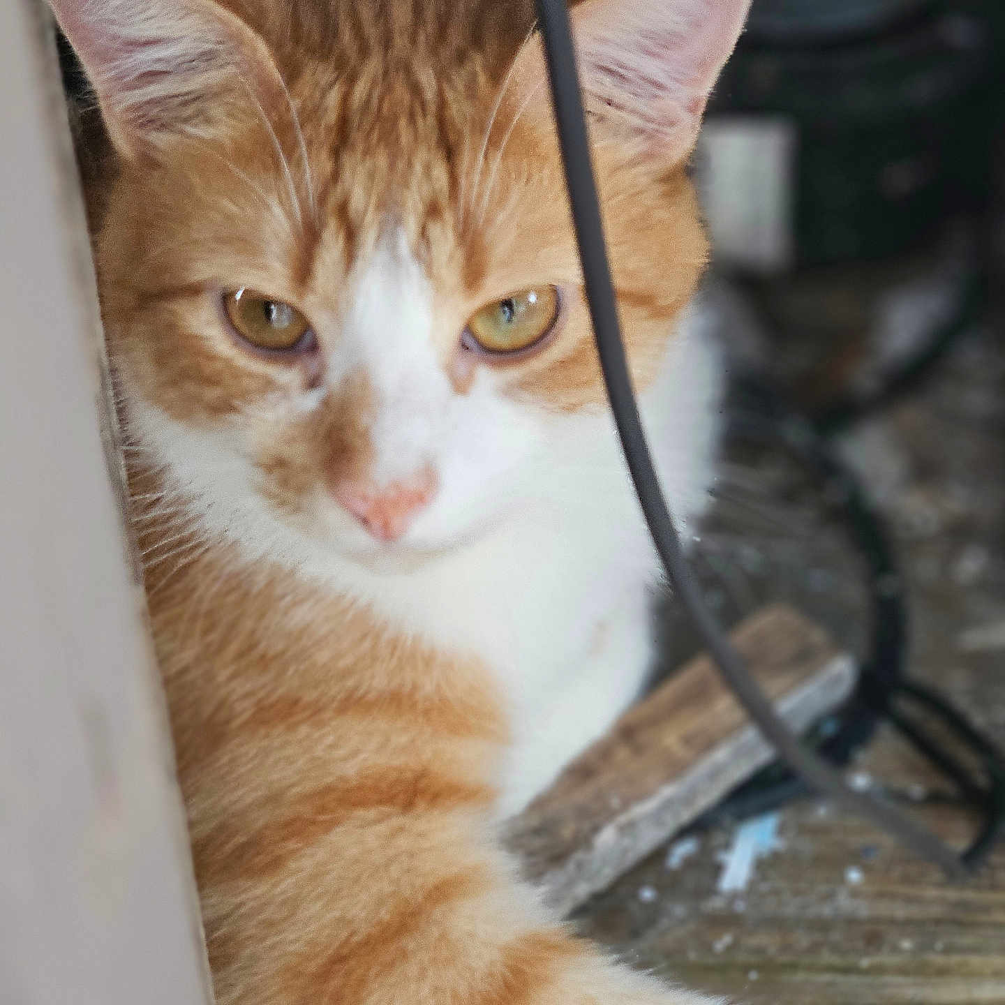 Rox participe au concours pour gagner de l'argent avec cette photo : cat, orange_cat, white_cat, pet, animal, feline, ears, eyes, whiskers, fur, closeup, curious, cable, wood, indoor, resting, looking, blurred_background, hidden, quiet