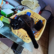 Charbon participe au concours pour gagner de l'argent avec cette photo : cat, black_cat, fluffy, pet, animal, yellow_basket, laundry, indoor, home, living_room, furniture, couch, pillow, blanket, table, clutter, relaxed, lying_down, paw, portrait