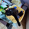 cat, black_cat, fluffy, pet, animal, yellow_basket, laundry, indoor, home, living_room, furniture, couch, pillow, blanket, table, clutter, relaxed, lying_down, paw, portrait