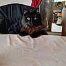Charbon participe au concours pour gagner de l'argent avec cette photo : cat, black_cat, fluffy, long_hair, feline, green_eyes, golden_eyes, mismatched_eyes, whiskers, ears, paws, bed, bedspread, bedroom, mirror, curtain, indoor, home, portrait, sitting