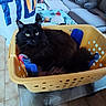 black_cat, cat, long_hair, green_eyes, pet, animal, laundry_basket, yellow_basket, indoor, living_room, couch, shopping_bag, craft_supplies, remote_control, coffee_table, tile_floor, fluffy_tail, sitting, portrait, household_objects