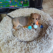 Bulle a rejoint le concours — aidez-le/la à gagner de superbes lots ! puppy, dog, pet, animal, fluffy_bed, dog_bed, toy, chew_toy, ball, orange_toy, blue_toy, brown_fur, white_fur, lying_down, indoors, play_mat, road_map, chair, tile_floor, cozy