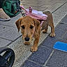 Bulle a rejoint le concours — aidez-le/la à gagner de superbes lots ! dog, puppy, dachshund, pet, animal, brown_fur, floppy_ears, black_nose, outdoor, sidewalk, street, urban, building, stroller, bag, pink_carrier, leash, walking, portrait, daylight