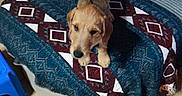 Bulle participe au concours pour gagner de l'argent avec cette photo : dog, puppy, pet, animal, brown_fur, standing, looking_at_camera, indoors, living_room, blanket, patterned_blanket, sofa, cushion, tiled_floor, furniture, home, cozy, portrait, small_dog, companion_animal
