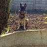 Pink a rejoint le concours — aidez-le/la à gagner de superbes lots ! canidae, carnivore, dog, dog_breed, fawn, german_shepherd_dog, kunming_wolfdog, mammal, new_guinea_singing_dog, street_dog, swedish_vallhund, vertebrate, wolfdog