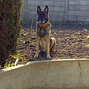 Pink a rejoint le concours — aidez-le/la à gagner de superbes lots ! akita, belgian_shepherd_malinois, canidae, carnivore, dog, dog_breed, fawn, german_shepherd_dog, kunming_wolfdog, mammal, new_guinea_singing_dog, snout, street_dog, swedish_vallhund, tail, vertebrate, wildlife, wolfdog