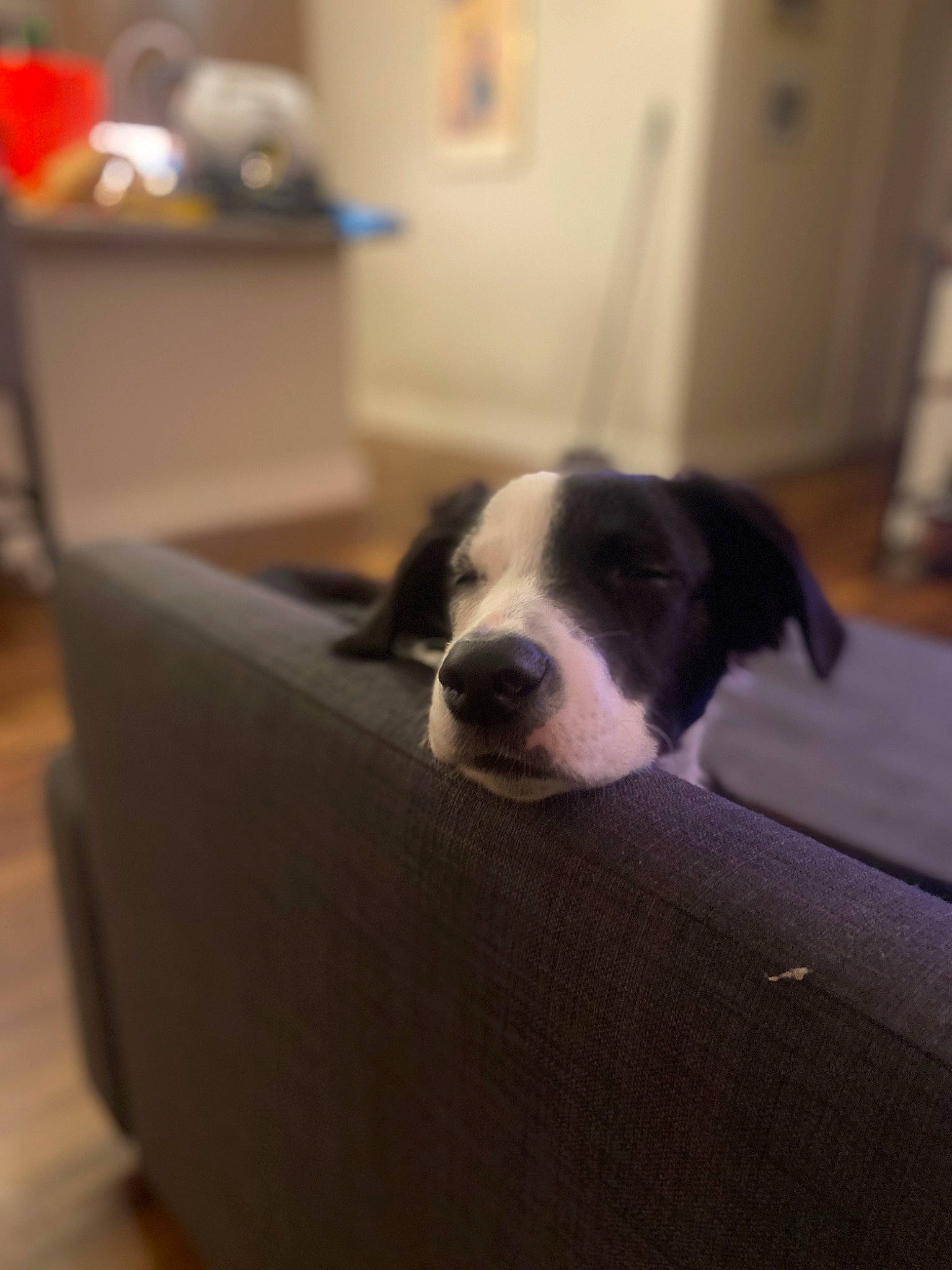 Lorenzo is registered to the contest to win money with this photo: border_collie, bored, canidae, carnivore, comfort, companion_dog, dog, dog_breed, flooring, fur, hardwood, non_sporting_group, room, snout, sporting_group, whiskers, wood, working_animal, working_dog