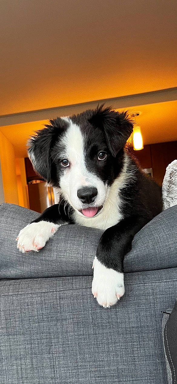 Lorenzo joined the competition — help win amazing prizes! ball, border_collie, bucovina_shepherd_dog, canidae, carnivore, companion_dog, dog, dog_breed, fang, flooring, fur, gun_dog, herding_dog, landseer, snout, sporting_group, whiskers, working_dog
