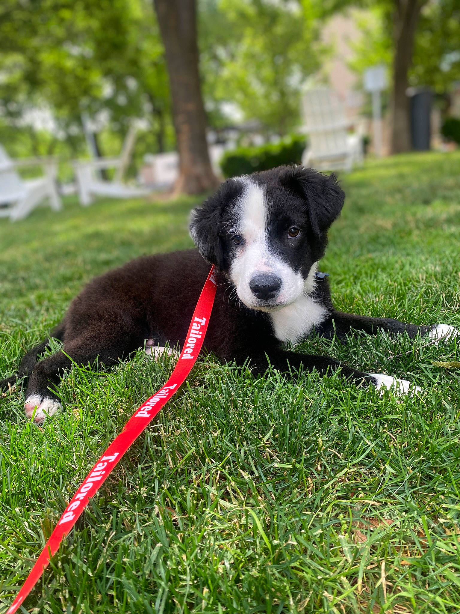 Lorenzo is registered to the contest to win money with this photo: border_collie, canidae, carnivore, collar, companion_dog, dog, dog_agility, dog_breed, dog_collar, dog_sports, dog_supply, grass, herding_dog, mcnab, pet_supply, plant, sporting_group, tail, tree, working_dog