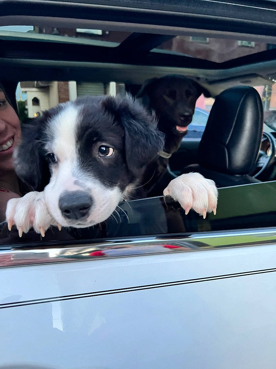 Lorenzo is registered to the contest to win money with this photo: auto_part, automotive_design, automotive_exterior, automotive_lighting, automotive_mirror, automotive_window_part, car, carnivore, companion_dog, dog, dog_breed, glass, hood, motor_vehicle, snout, sporting_group, vehicle, vehicle_door, window, windshield