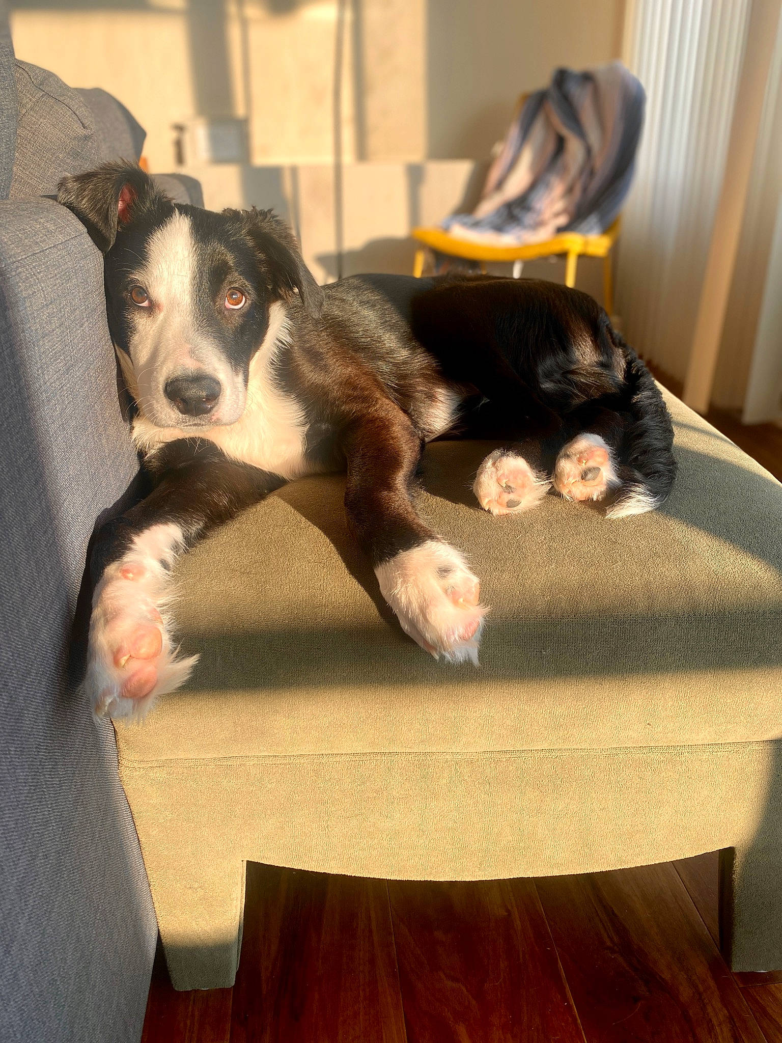 Lorenzo is registered to the contest to win money with this photo: bored, canidae, carnivore, comfort, companion_dog, couch, curtain, dog, dog_breed, fawn, flooring, fur, hardwood, laminate_flooring, sporting_group, tail, varnish, wood, wood_flooring, working_animal