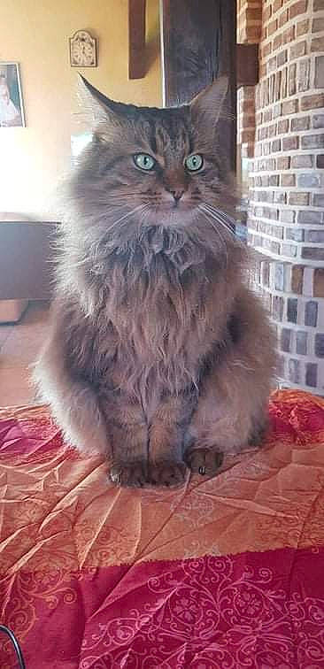 Coca participe au concours pour gagner de l'argent avec cette photo : brick, brickwork, british_longhair, carnivore, cat, fawn, felidae, floor, flooring, fur, grey, hardwood, maine_coon, small_to_medium_sized_cats, snout, tail, terrestrial_animal, whiskers, window, wood