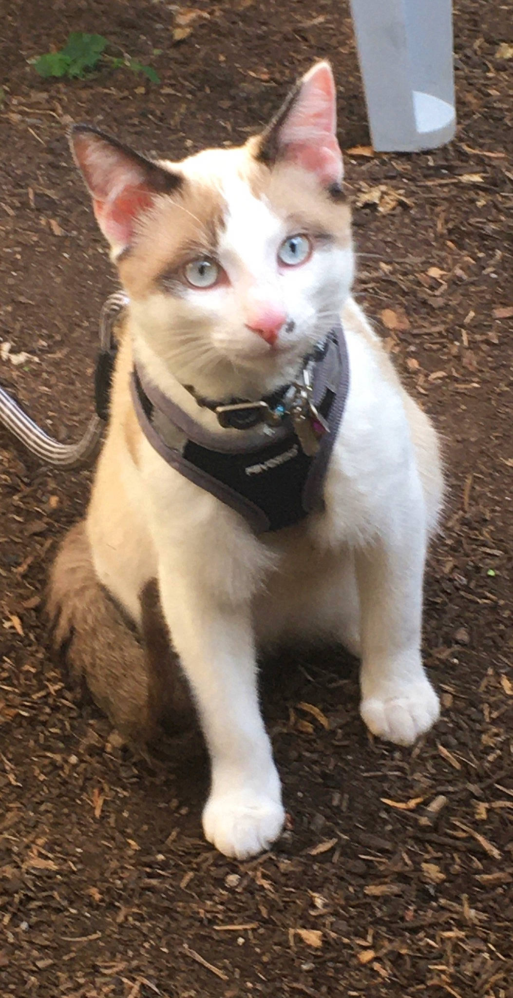 Ponyo a rejoint le concours — aidez-le/la à gagner de superbes lots ! carnivore, cat, collar, domestic_short_haired_cat, fawn, felidae, fur, grass, paw, small_to_medium_sized_cats, snout, soil, tail, terrestrial_animal, thai, whiskers